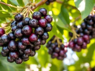 Acai-Beeren